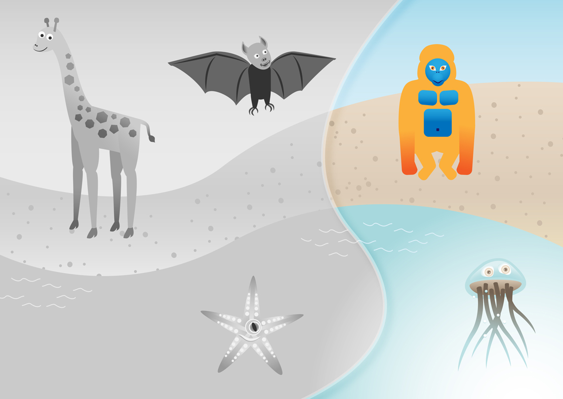 Animals